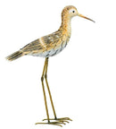 Regal Sand Piper (UP)